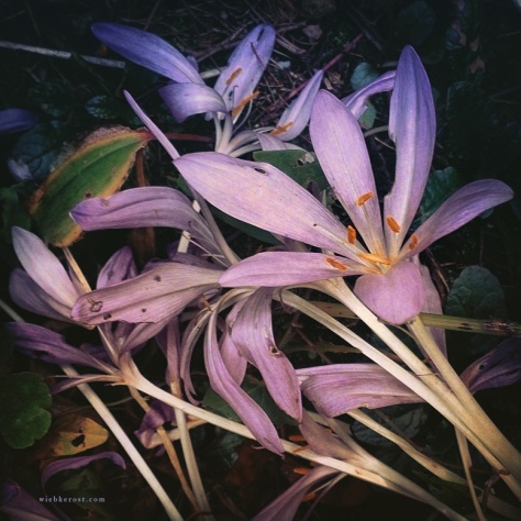 Fading flowers of Colchicum autumnale. Wild Colchicums are said to contain more poison than cultivated forms.