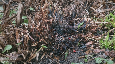 Male Fern (Dryopteris filix-mas) old roots